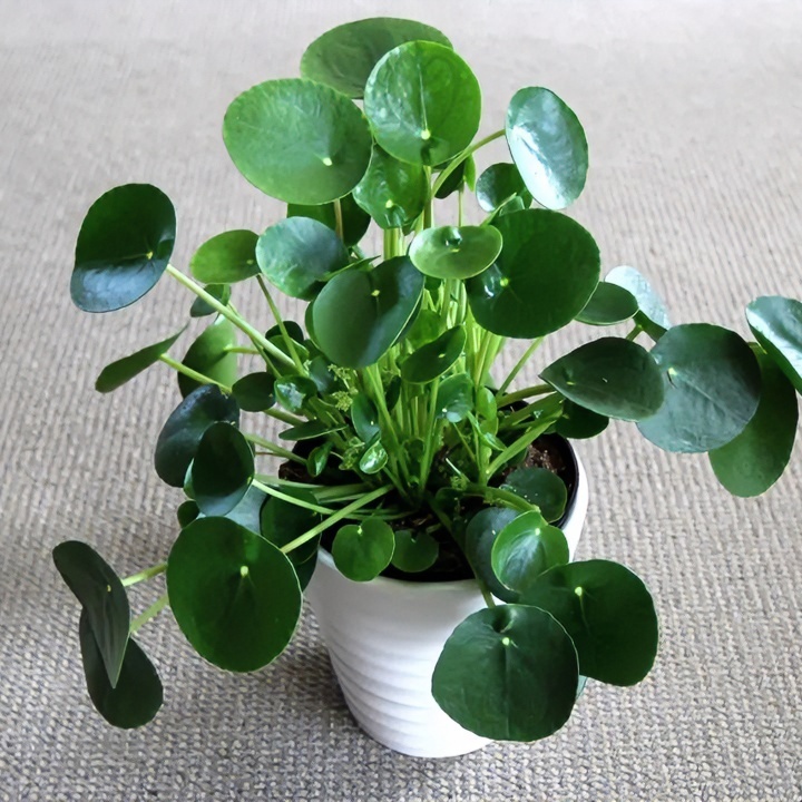 【镜面草】又名铜钱草土培植物室内外盆栽四季好养活可净化空气