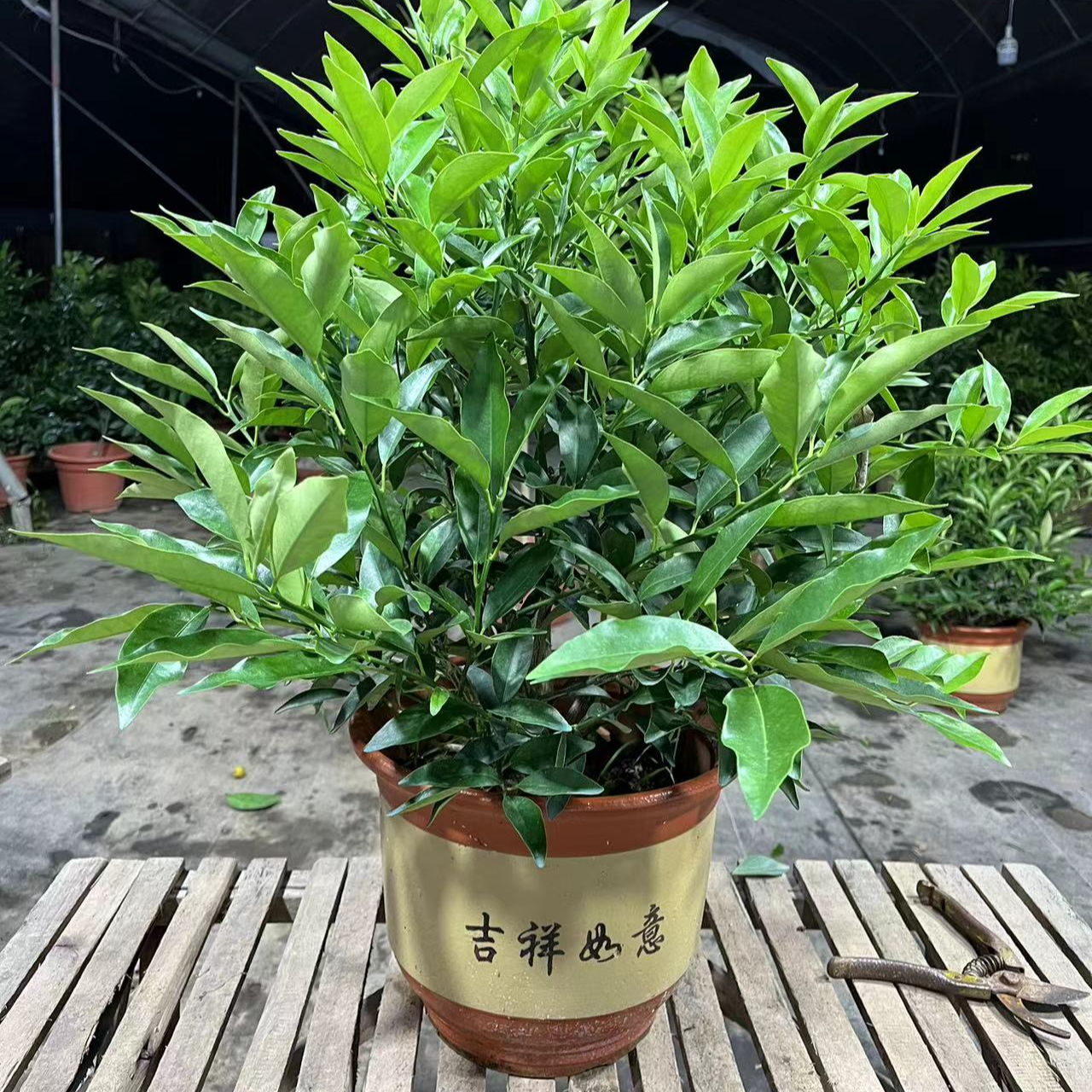 绿植盆栽一物一拍