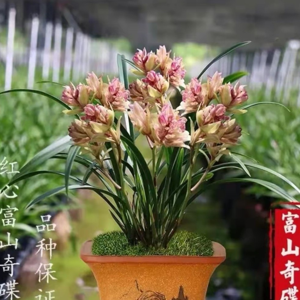 建兰【富山奇碟】多瓣奇花浓香型（6-11）月矮种办公室茶台客厅