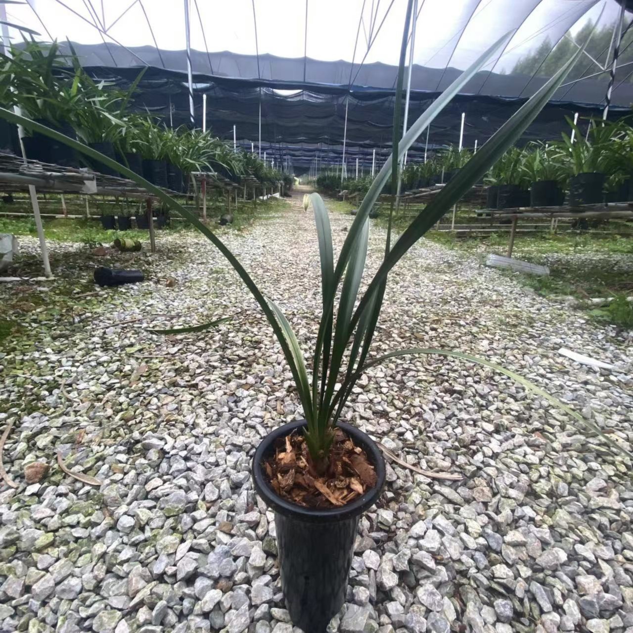 建兰【红香妃】花艺双全带有斑搞艺金边红芽喜庆红花好养阳台客厅