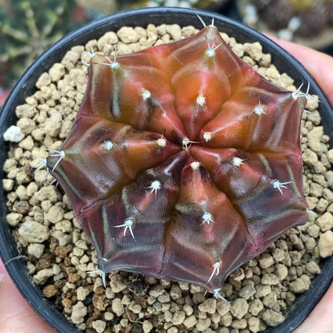 乌贼b实生 米哈仙人球