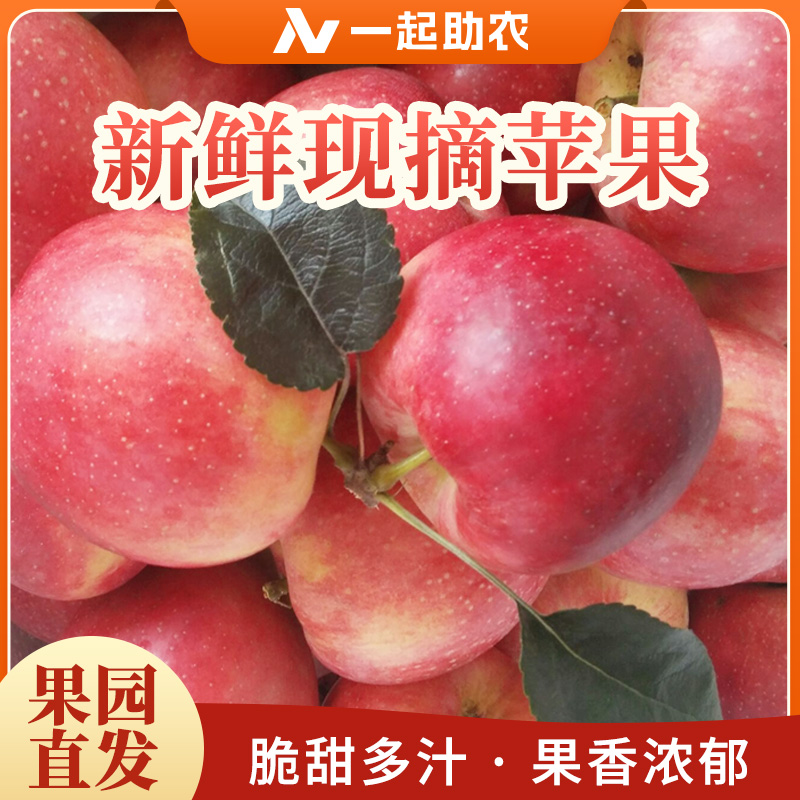 【新人福利】24年新鲜鲁丽早熟苹果脆甜爽口自然成熟汁水足现摘现发