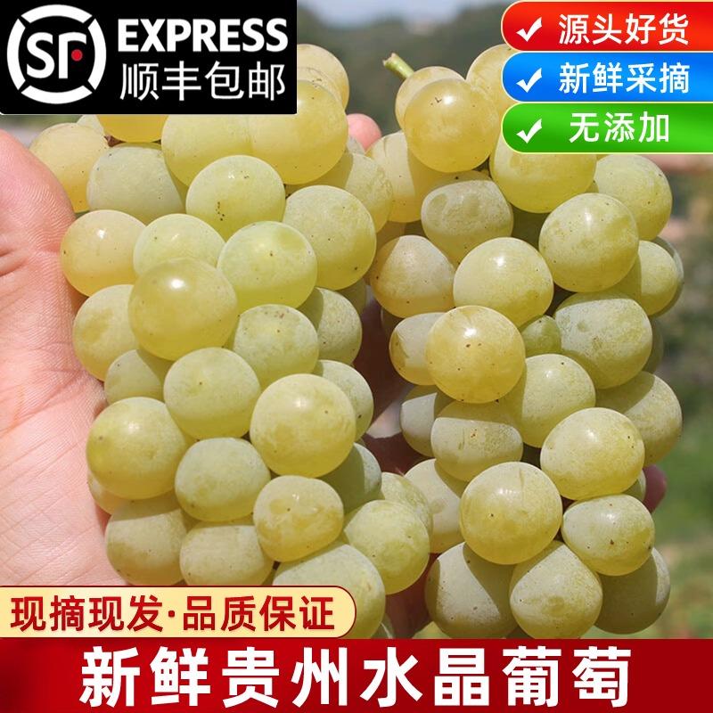 贵州特产现摘新鲜水果水晶葡萄鲜果青绿酸甜多汁葡萄顺丰包邮