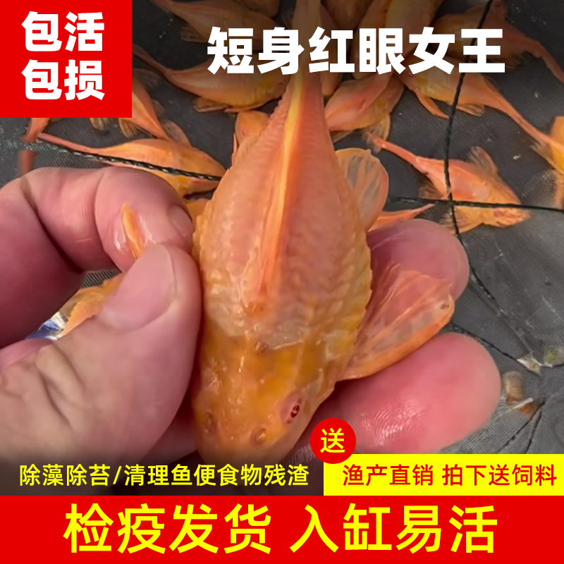 清道夫鱼短身红眼女王大帆活体水族鱼缸清洁工除藻清垃圾耐活混养
