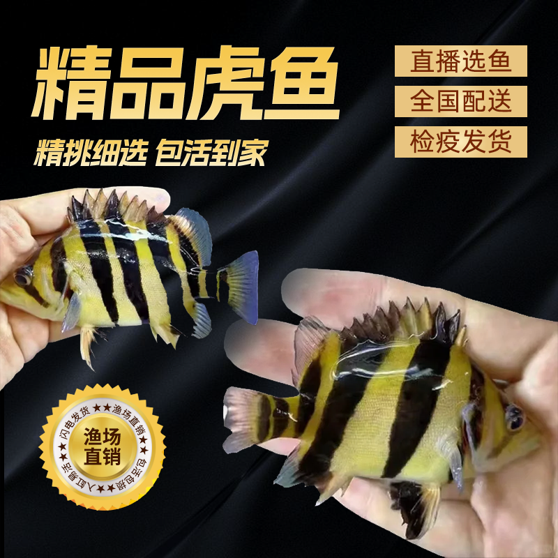 苏门答腊虎四纹虎鱼泰北三纹虎活体观赏鱼龙鱼搭配混养中小型鱼