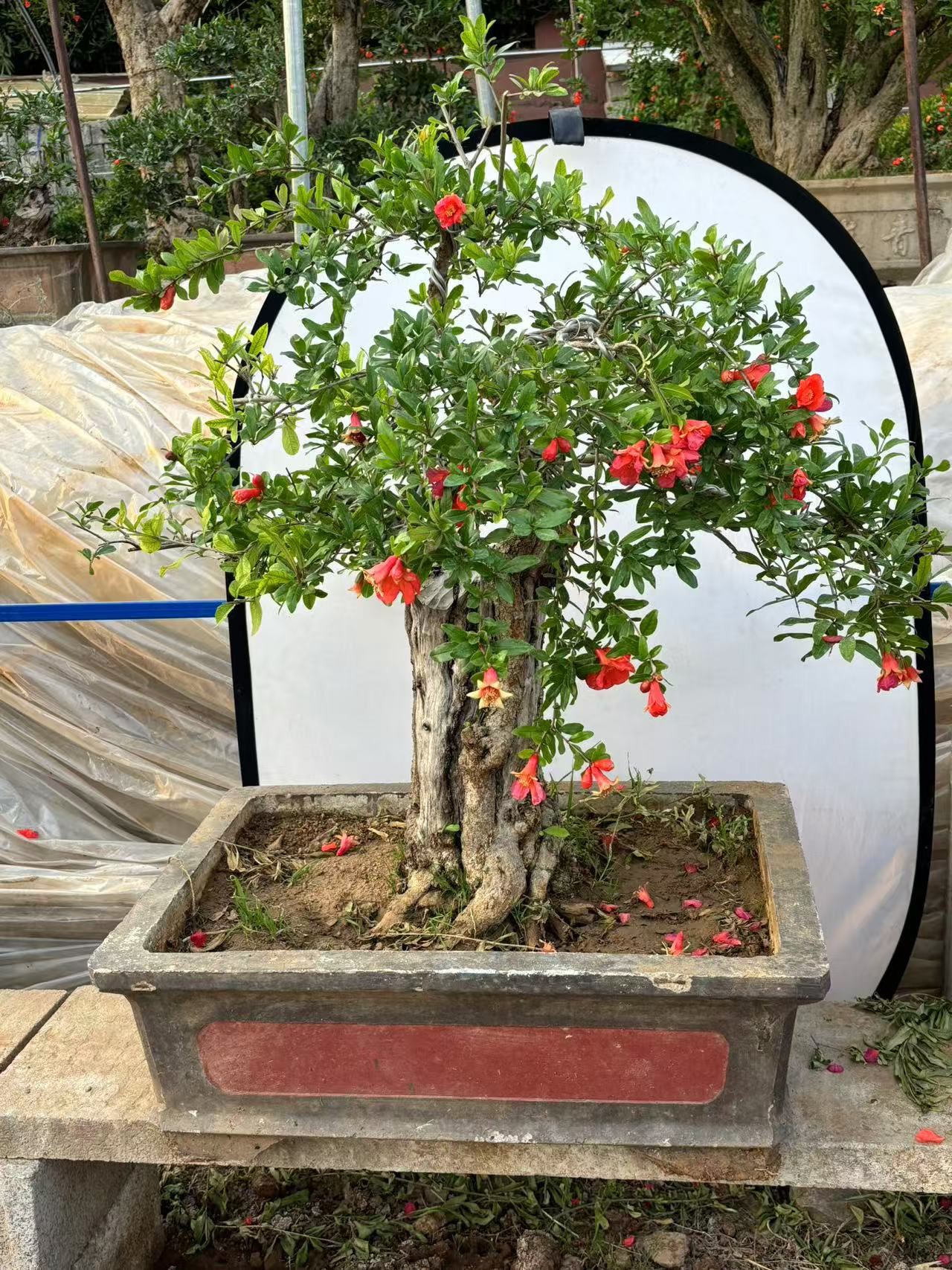 突尼斯大红袍庄子现挖