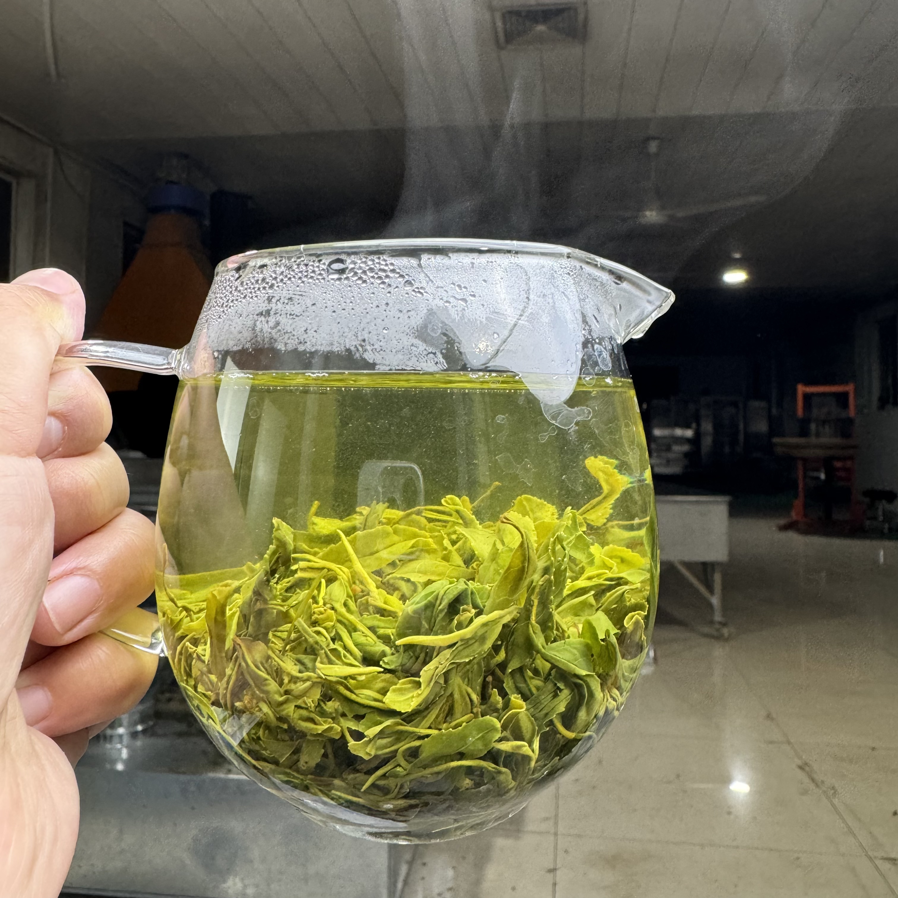 五月初浓香型豆香2025年正宗日照绿茶露天新春茶95