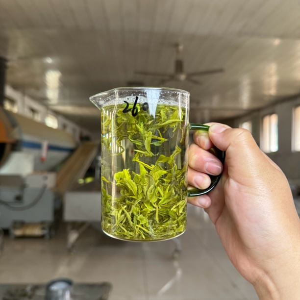 【头茬春茶260】2025年日照绿茶露天头茬春茶260