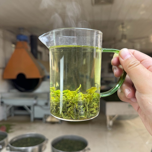 【秋分一芽一】2025年正宗日照绿茶晚秋茶豆香一芽一两叶120