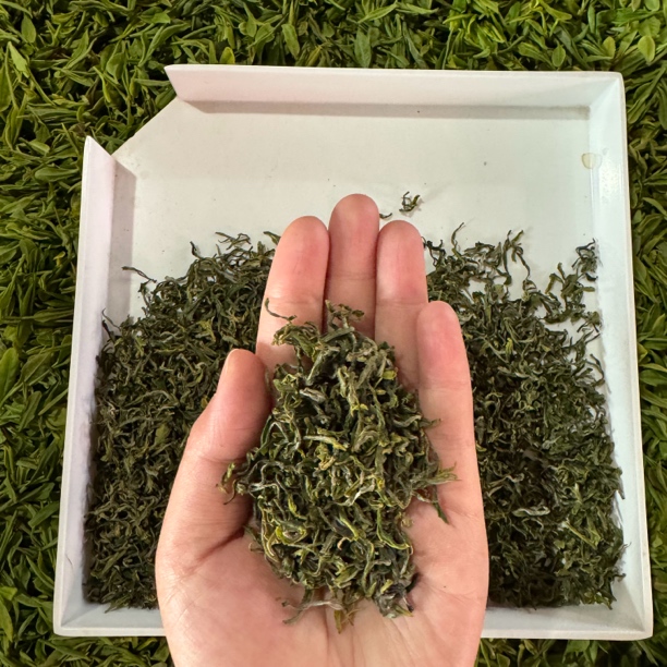 【特级头春头采550】2025年正宗日照绿茶露天头春头采一芽一叶550