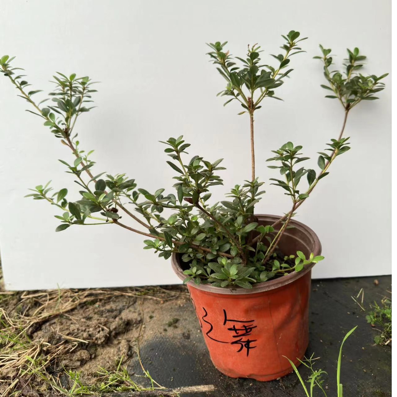 基地精选进口皋月杜鹃花鹃之舞 原盆原土包邮