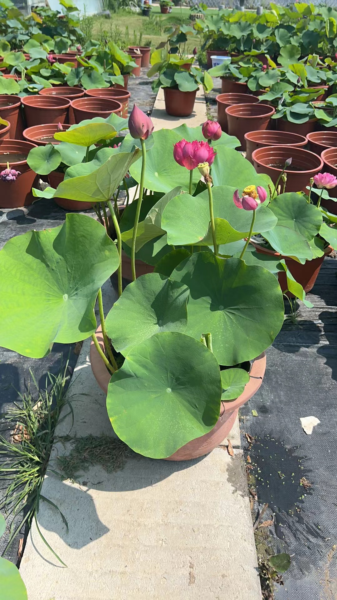【立瑞水生】碗莲荷花原盆原土打木架发物流