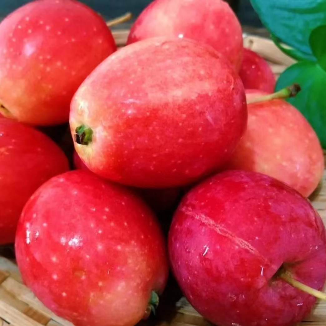 盆栽鸡心果—基地直发—盆栽地栽—品质优选—阳台小院