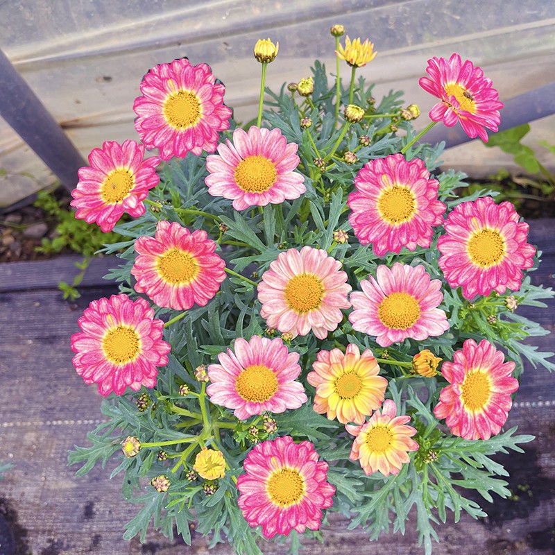 水彩画玛格丽特(会变色 油画系列)庭院阳台开花植物