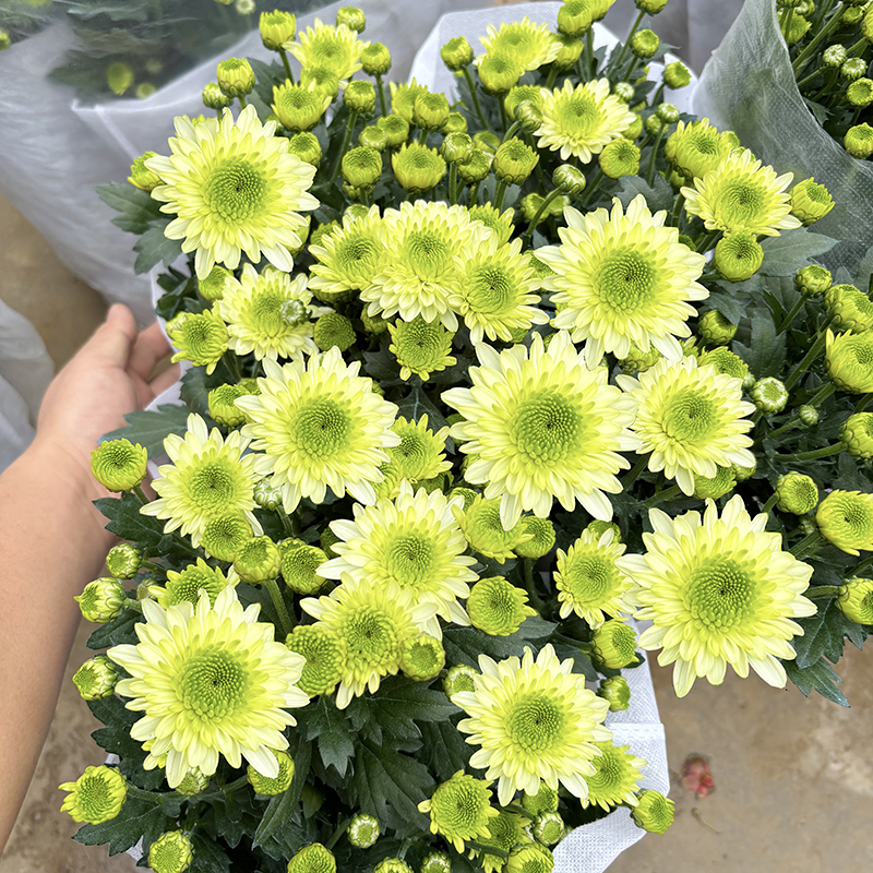 抹茶绿小雏菊(花期长   新品种 颜值高)庭院阳台开花植物
