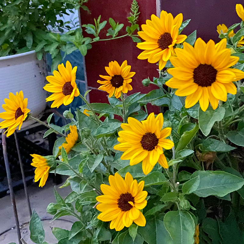 光辉岁月向日葵盆栽(花期长 养护不能缺水)阳台开花植物星花怒放
