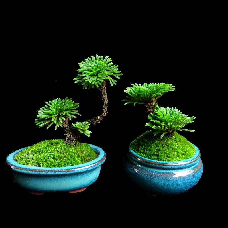 卷柏盆景绿植四季常青