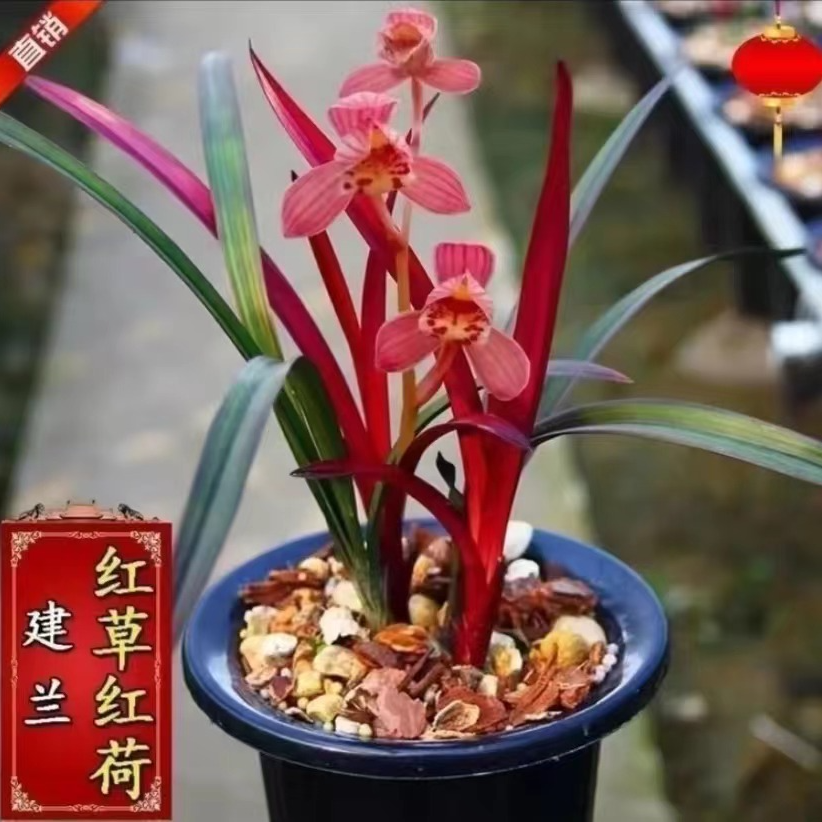 建兰铭品【红草红荷】浓香型正格荷瓣花源头基地直发