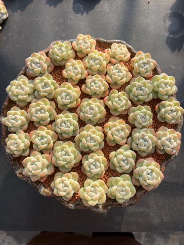 多肉植物冰玉橙梦露紫梦露组合