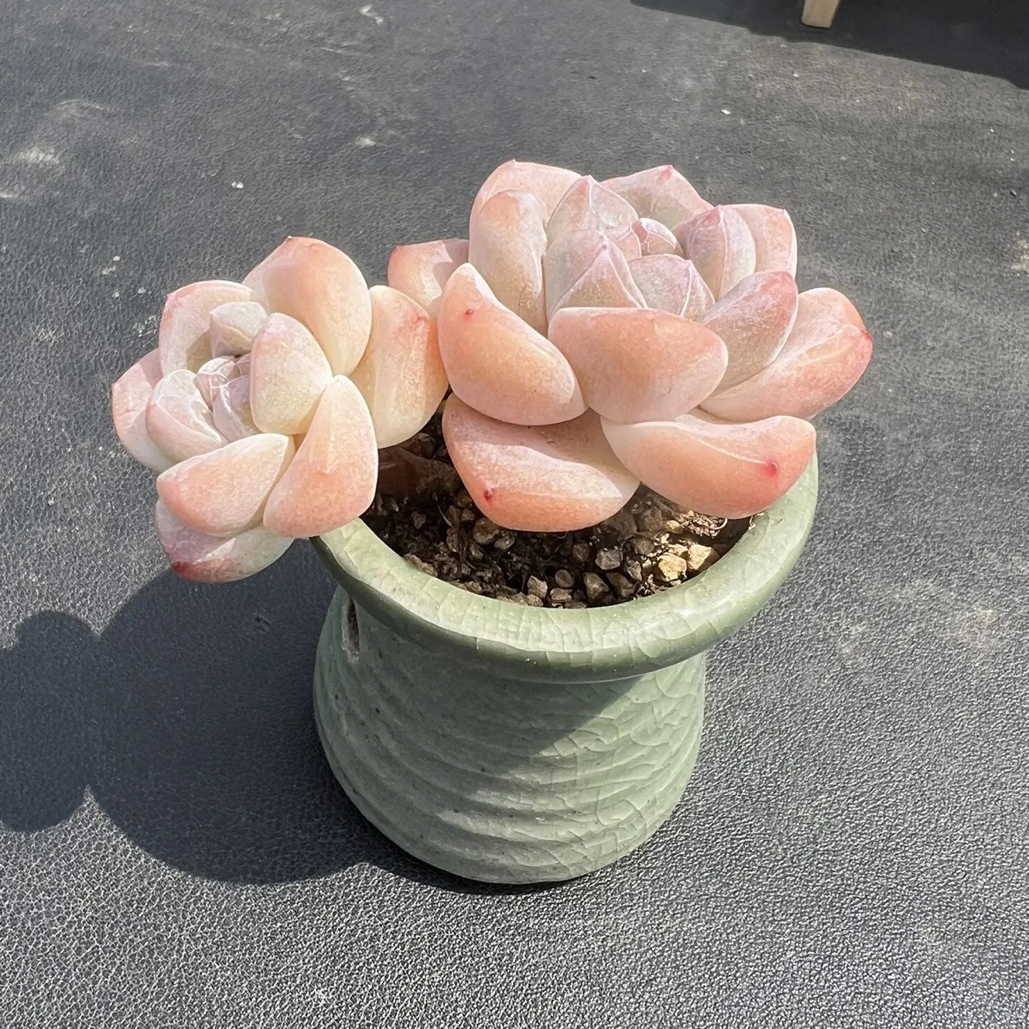 双头高杆子小脸冰玉带盆三年的，发货以直播间多肉一物一拍为准