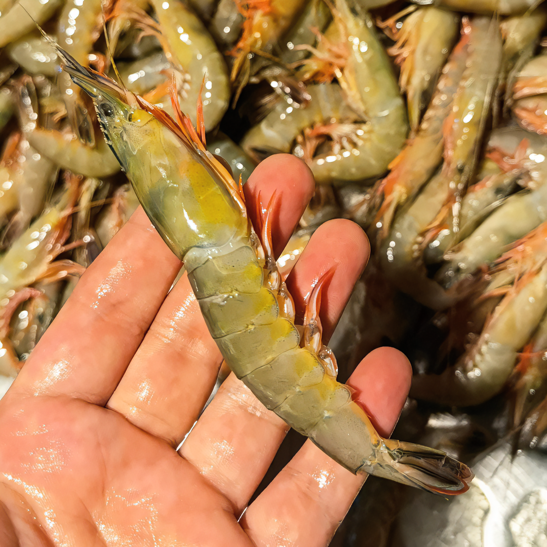 宁波石浦 东海海捕 滑皮虾 条虾 枪虾 剑虾新鲜海鲜深海1500g