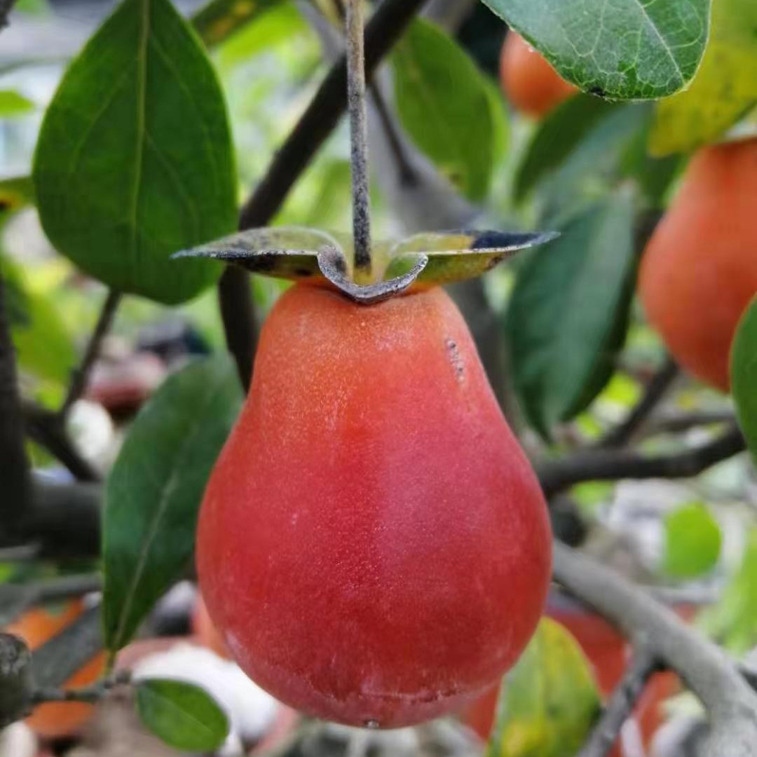 金弹老鸦柿付费链接1