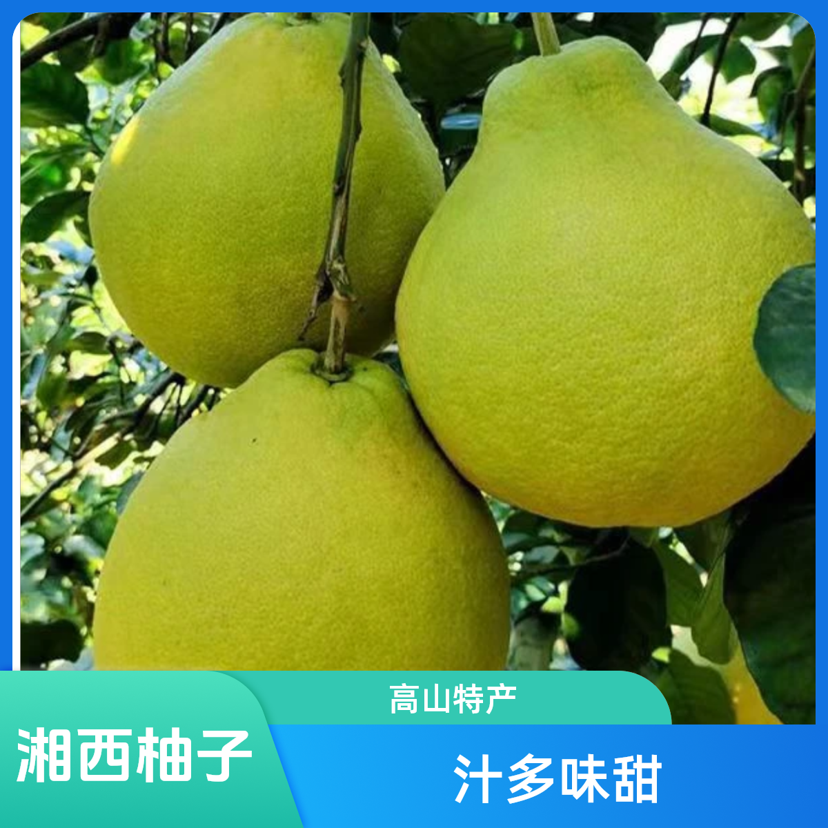 正宗湘西高山白皮柚原生态种植爽脆多汁（不打药介意表面斑点勿拍）