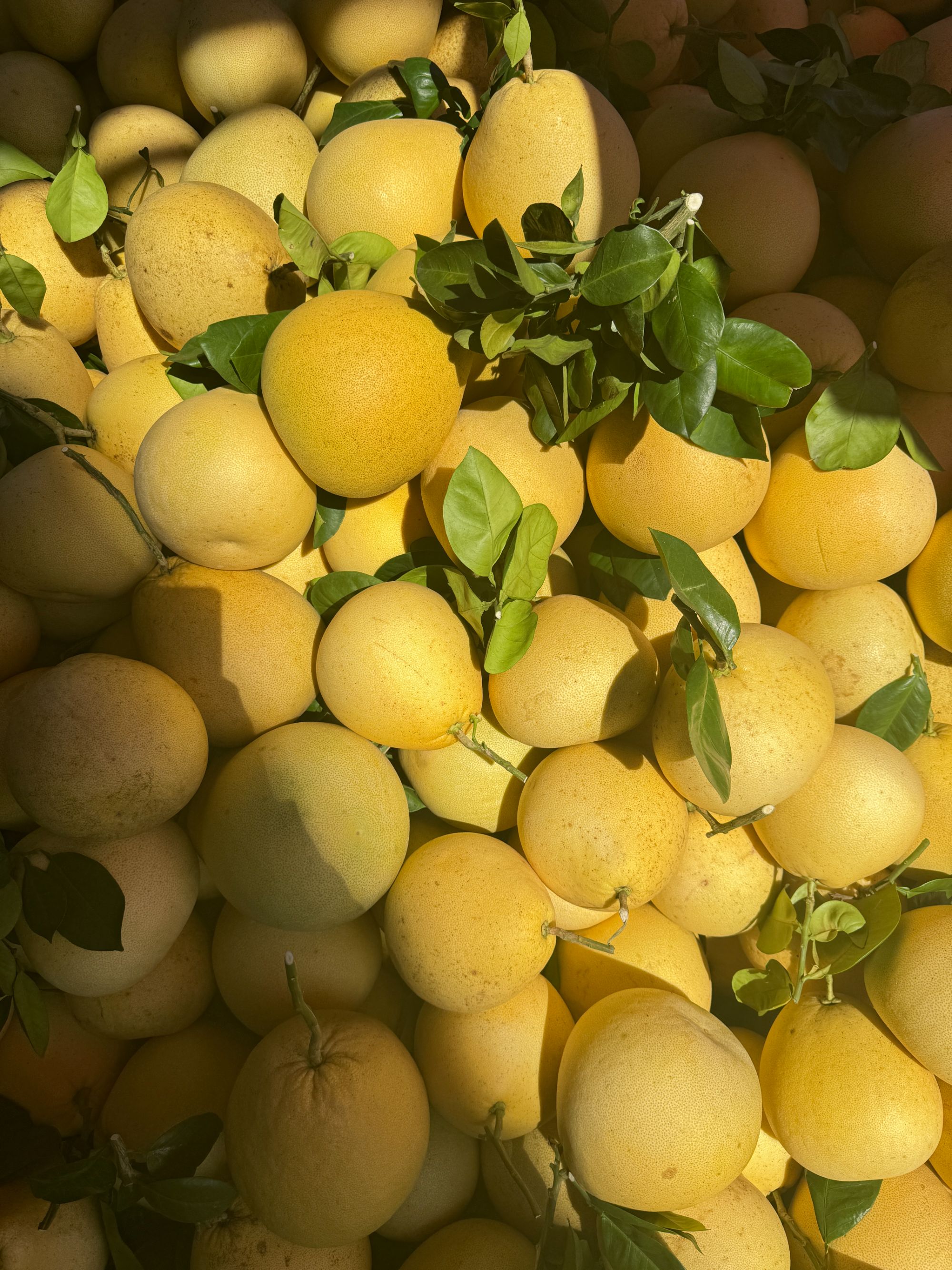 正宗湖南高山白皮柚原生态种植爽脆清甜