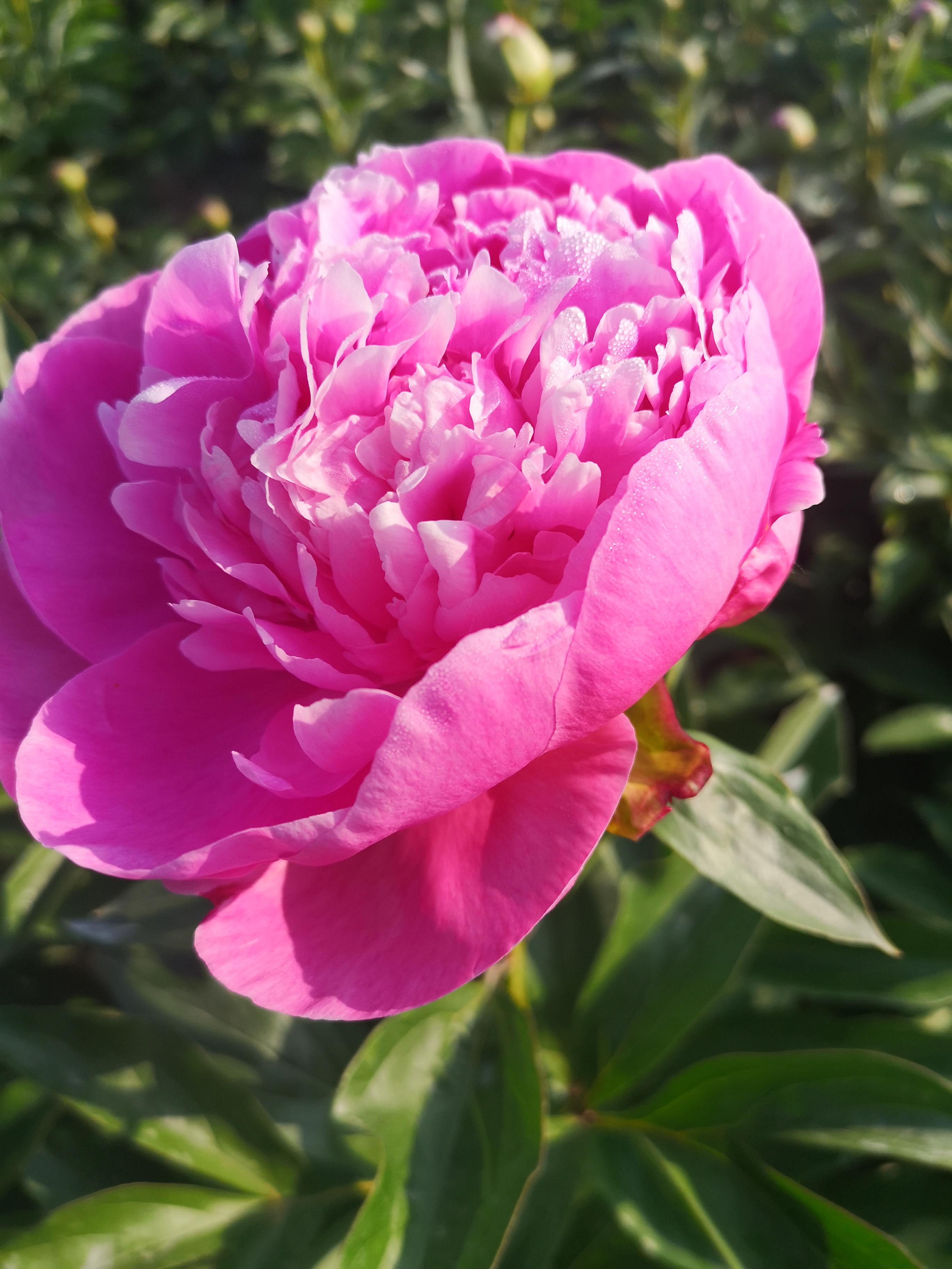 弗莱明   山东精品芍药鲜花10枝