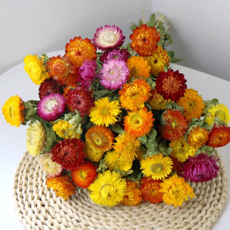 云南干花七彩菠萝菊花束油画风客厅桌面插花相框DIY天然风干真花