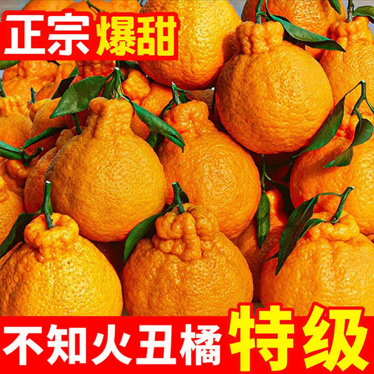 【精品】丑橘不知火新鲜现摘四川春见耙耙柑应季水果桔子9斤批发薄