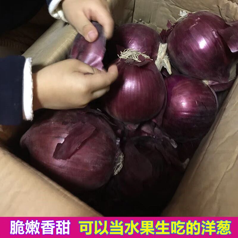 洋葱新鲜紫皮红皮黄皮深紫元葱5斤10斤现挖圆葱头农家3斤批发蔬菜