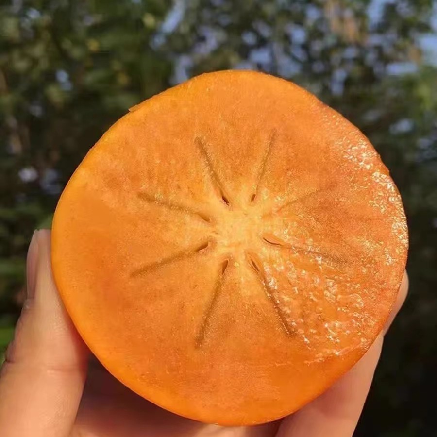 山茶花 花卉日本次郎脆甜 磨盘 绿植 盆栽 地栽 室内阳台鲜花绿植