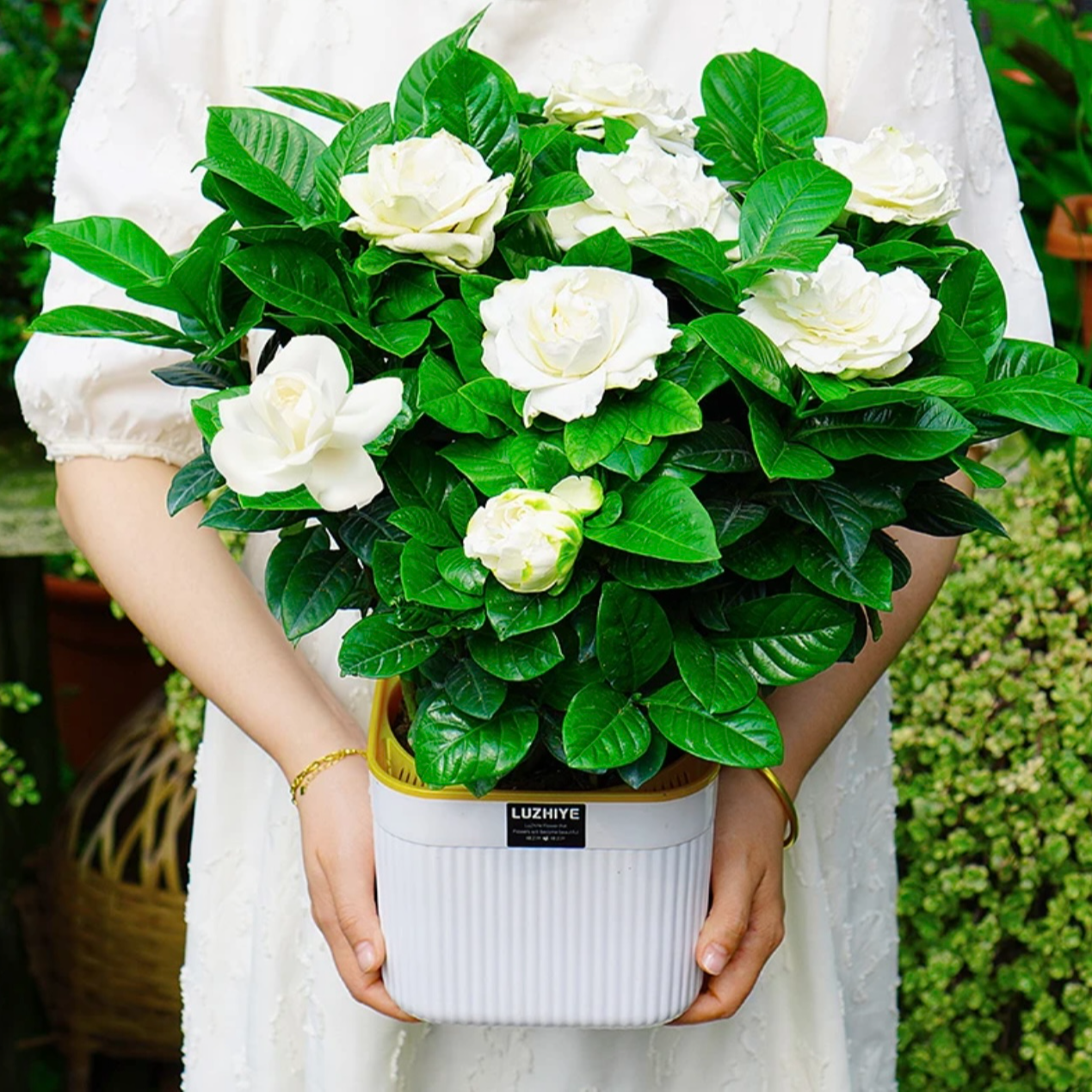 栀子花盆栽浓香型花卉季节观花观叶家居阳台养护净化空气美观趣味