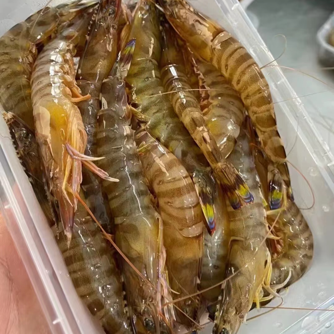 福建船捕【小九节虾】深海捕捞鲜活冰冻锁鲜顺丰发货新鲜食用鲜嫩鲜