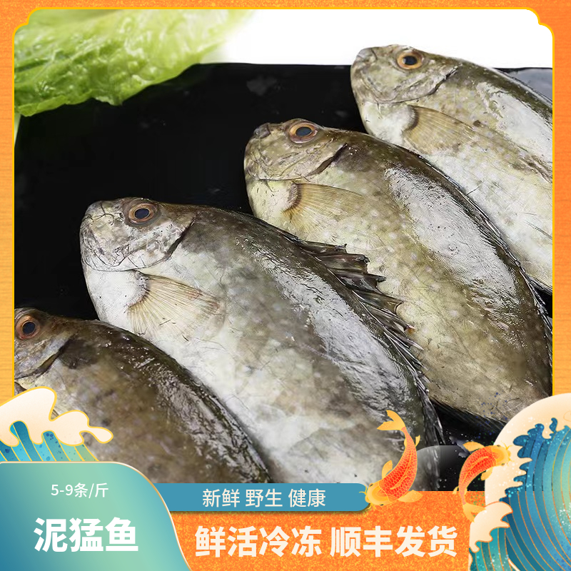 福建【泥猛鱼】冻品没有售后 建议不要拍！！！