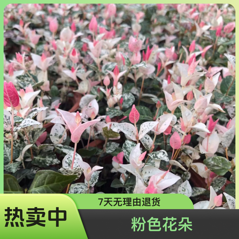 花叶络石花苗盆栽四季彩叶垂吊可栽耐寒耐热庭院阳台绿植花卉好养