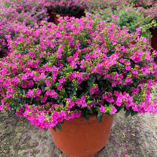 多年生盆栽满天星室外花园四季花卉室外盆栽花卉花园植植物红色