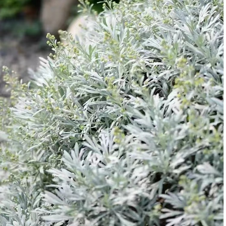 芙蓉菊盆栽多年生花镜植物室外观叶花卉耐寒耐热四季常青