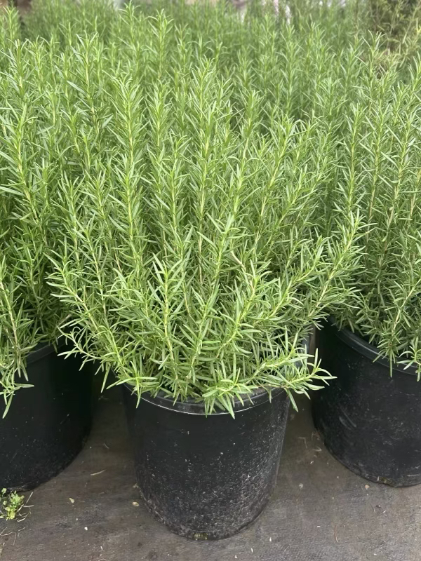 迷迭香苗盆栽可食用驱蚊植物香草薄荷苗水培花卉绿植物室内煎牛排