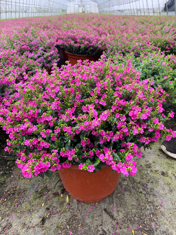 满天星原盆原土发盆栽盆栽