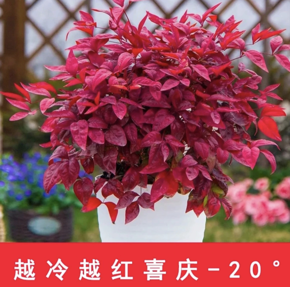 火焰南天竹盆栽阳台室外花卉湾流红矮人植物露天耐寒耐冻树苗植物