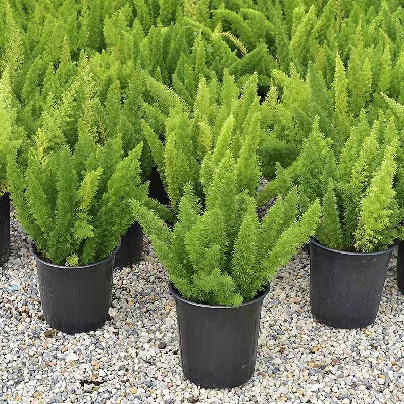 狐尾天門东盆栽阳台室外观叶植物四季长绿开花绿色绿色