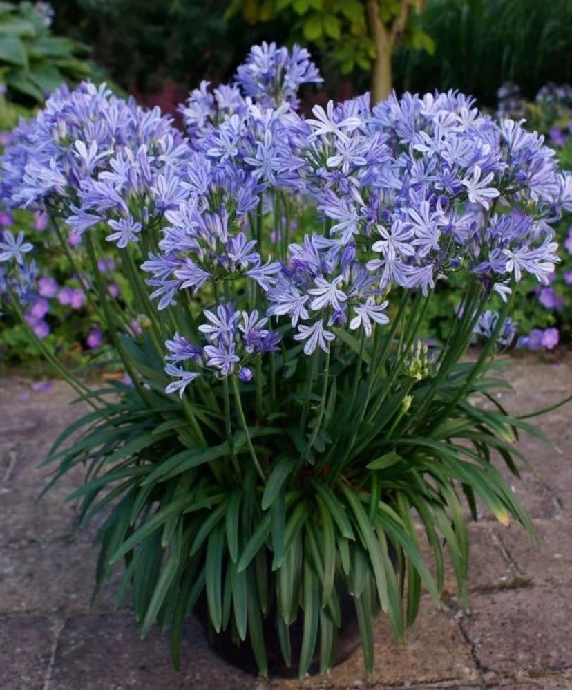 矮生百子莲日本品种秋空蓝色花园多年生植物