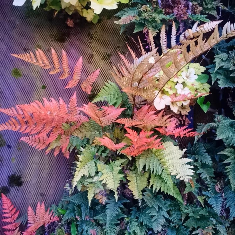 彩虹蕨红盖鳞毛蕨室内盆栽庭院花园观叶植物四季长青耐寒蕨类品种