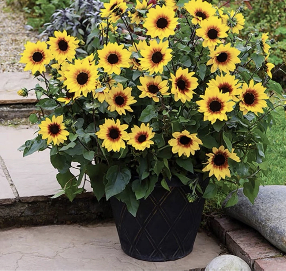 光辉岁月向日葵盆栽活苗带花苞室内花卉阳台植物孑太阳花四季开花