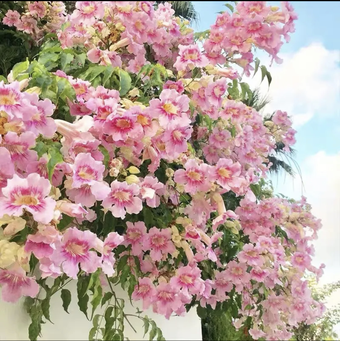 非洲凌霄花苗四季爬藤植物大花攀爬炮仗花大苗浓香型庭院阳台