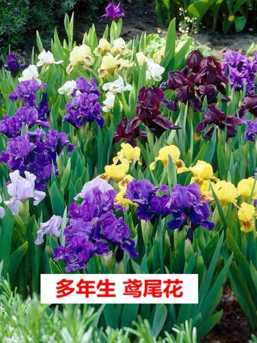 德国鸢尾花苗盆栽室内地栽庭院别墅花卉四季开花多年生球根植物