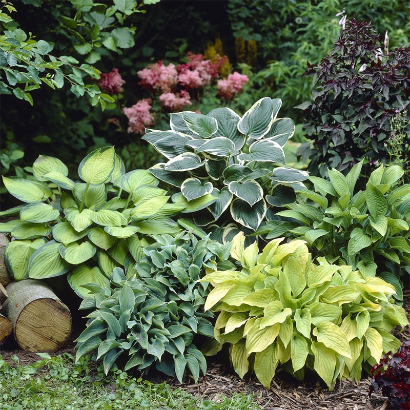 玉簪盆栽庭院花园宿根植物耐寒耐荫易养地被多年生花卉