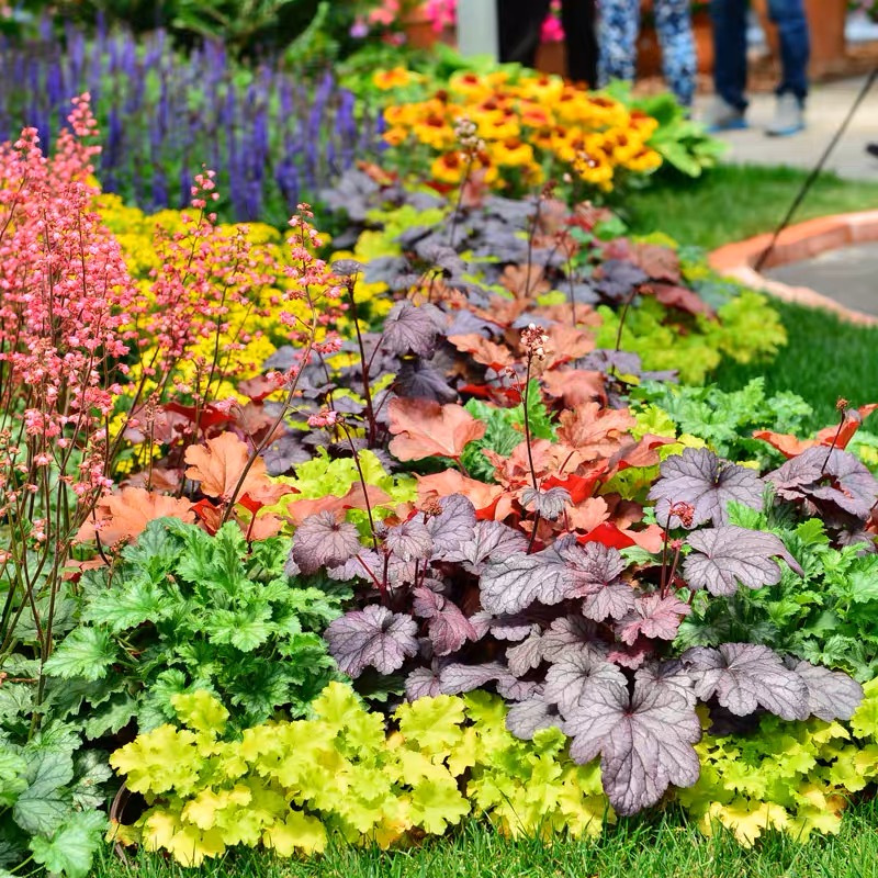 矾根花苗盆栽耐寒耐冻花卉观叶庭院四季植物